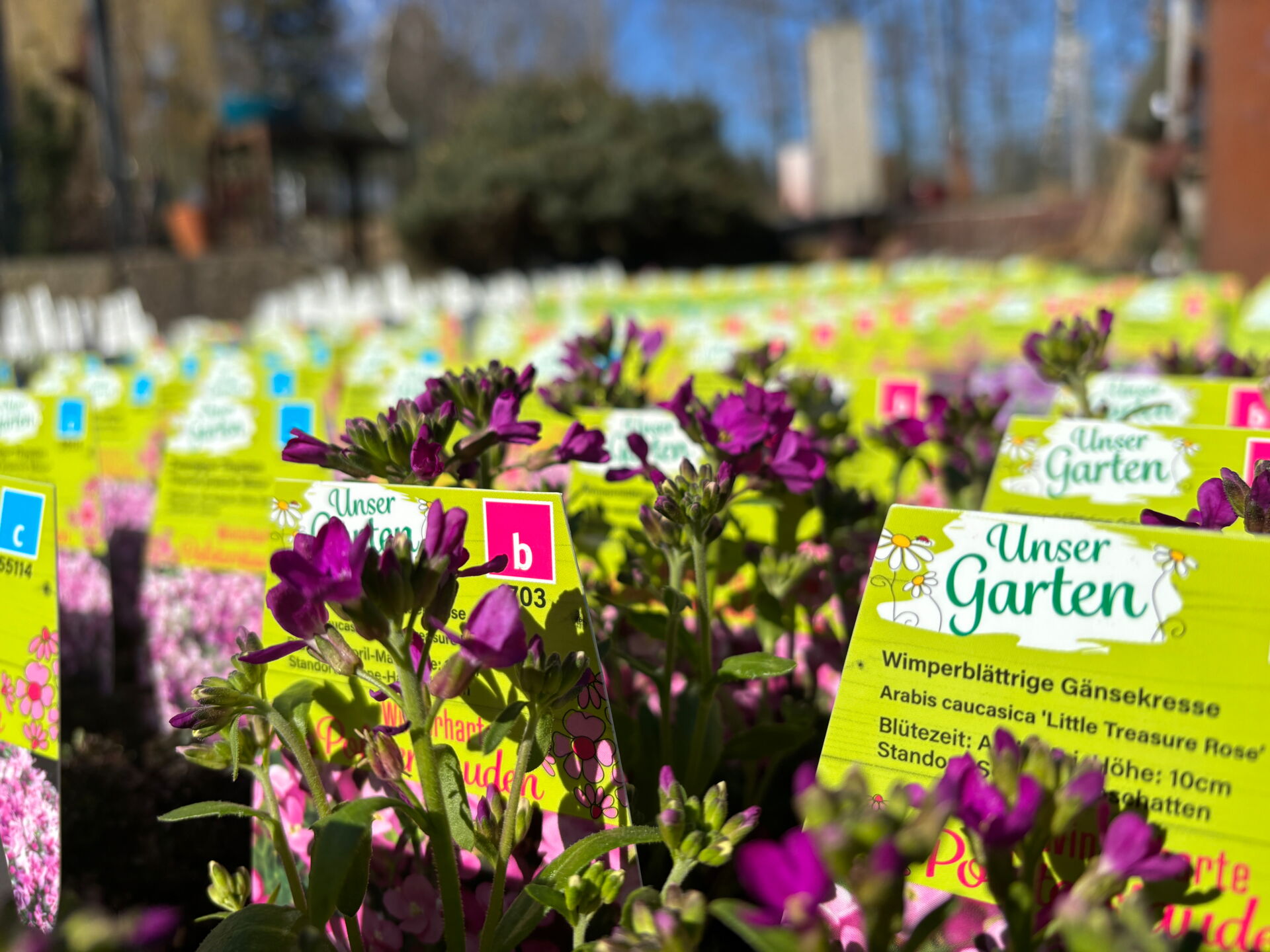 Blühende Polsterstauden mit leuchtend pinken Blüten in Lengenfeld, aufgenommen bei Gartenbau Röger