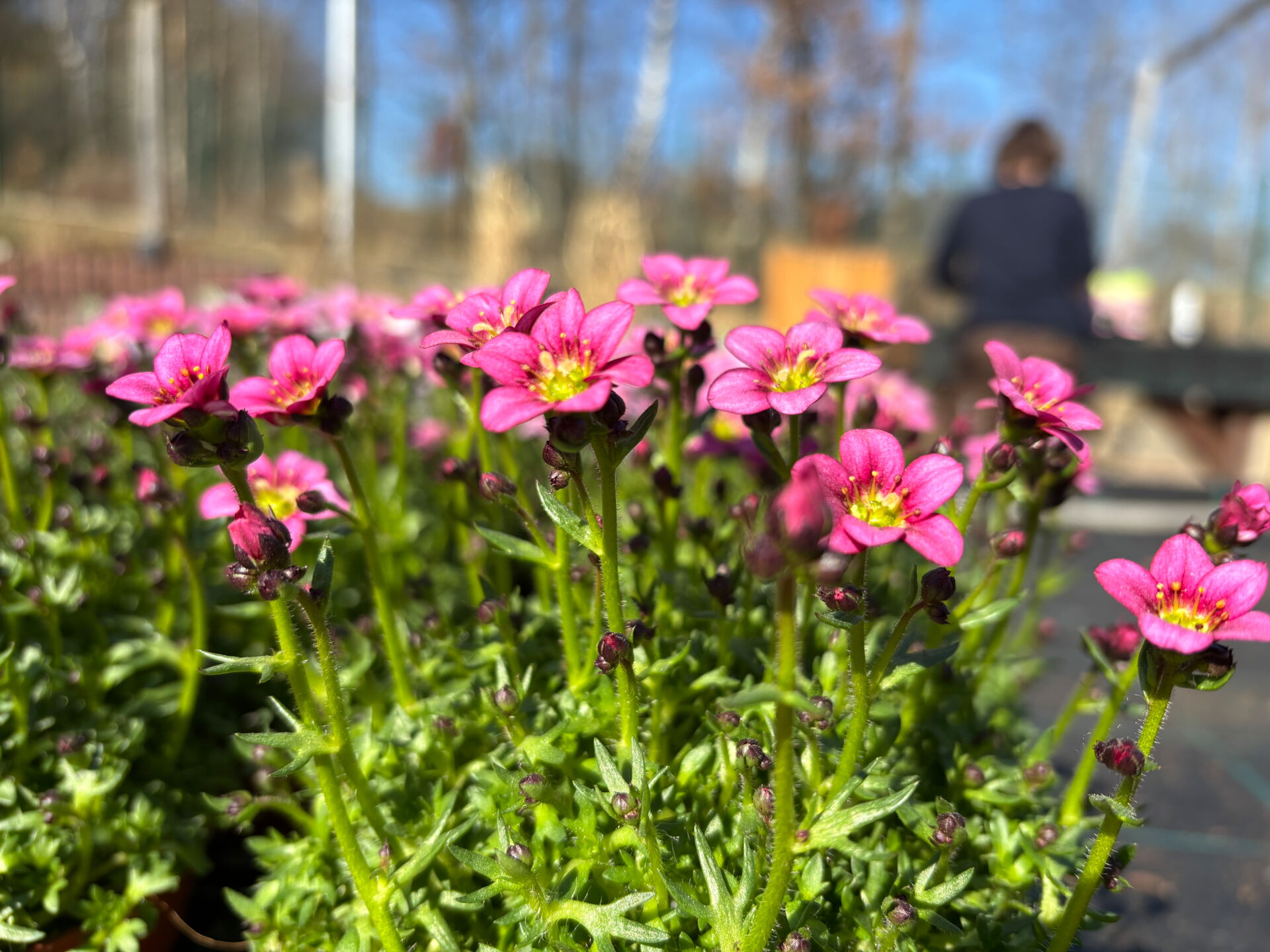 Pinke Polsterblumen in Nahaufnahme, im Hintergrund eine Person auf einer Bank, aufgenommen bei Gartenbau Röger in Auerbach